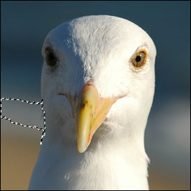 Magic Wand Contiguous - On