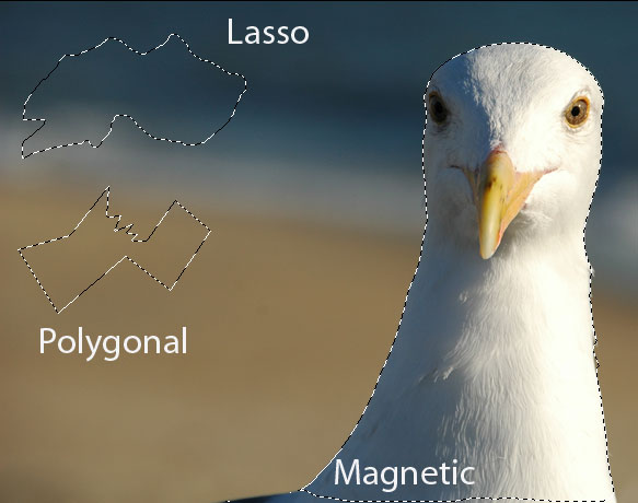 Lasso Examples in Photosop