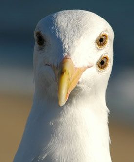 Seagull with 3 eyes Seagull with 3 eyes