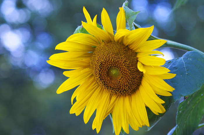 Sunflower Picture