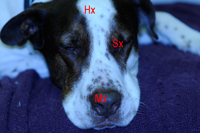 Using Levels to fix colors in Photoshop