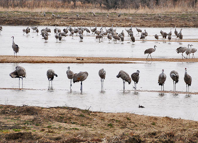 Sandhill Cranes Sandhill Cranes