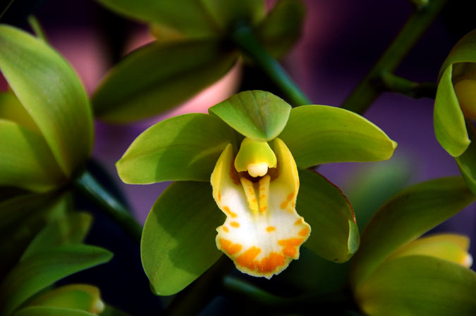 Corrected Image Corrected Image